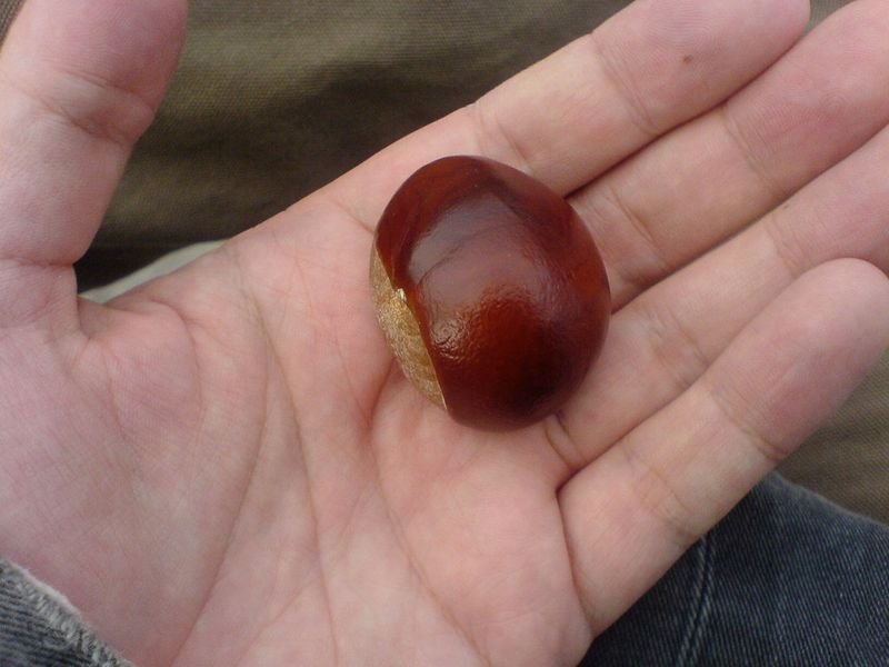 resources of brown pearl exporters