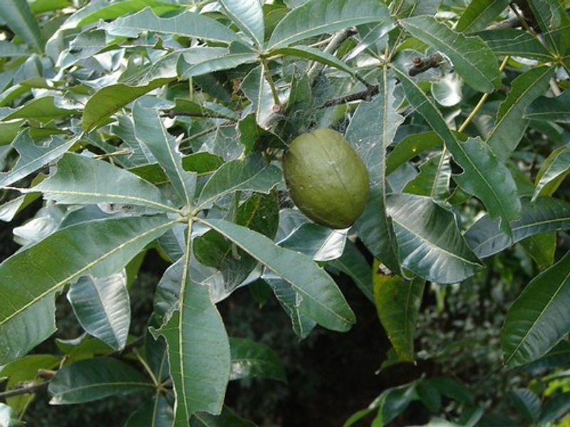 resources of Horse Chestnut, Fruit, Dried exporters