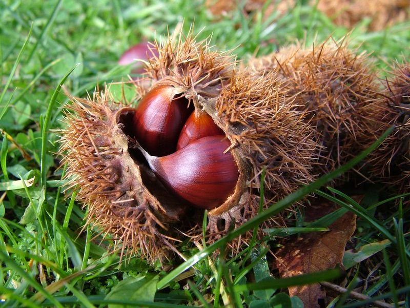 resources of Quality Water Chestnuts Starch exporters