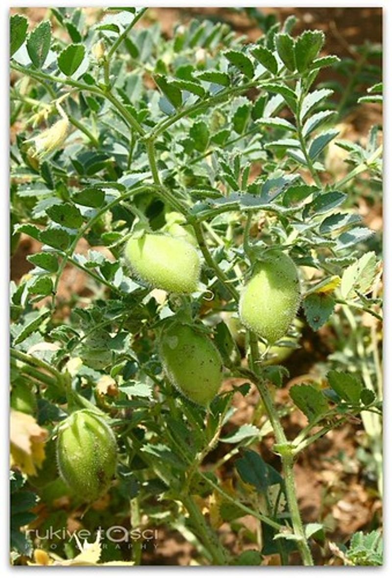 resources of Chickpeas exporters