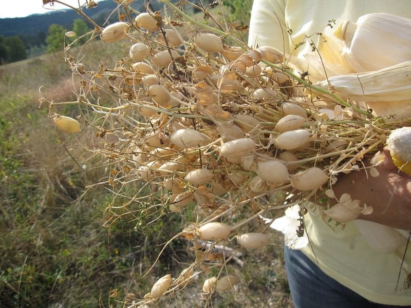 resources of Chickpea exporters