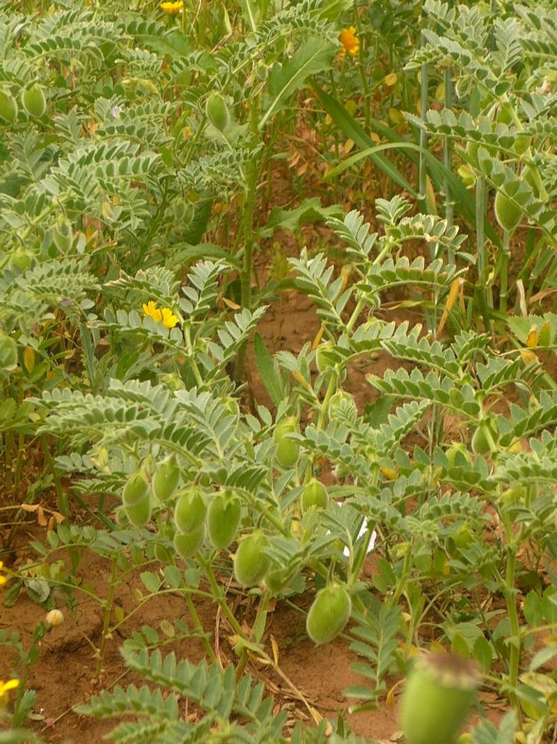resources of Royal white Quinoa exporters