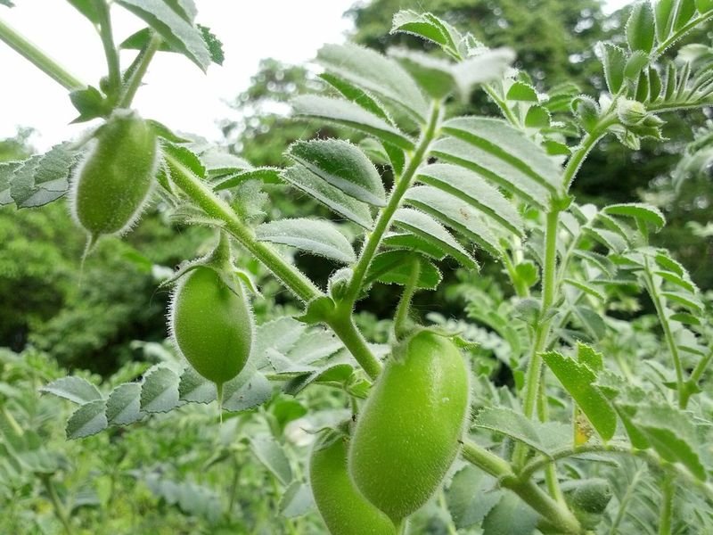 resources of Chickpeas exporters