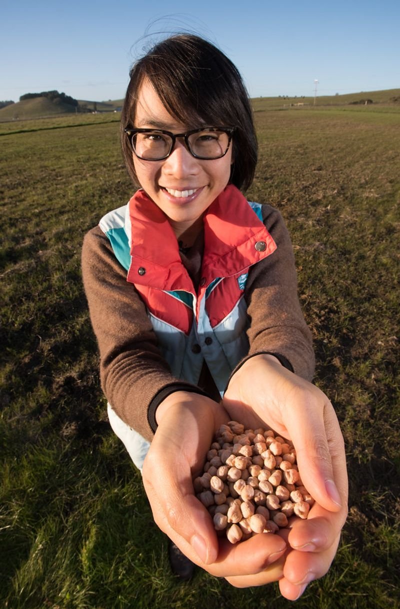 resources of Chick peas exporters