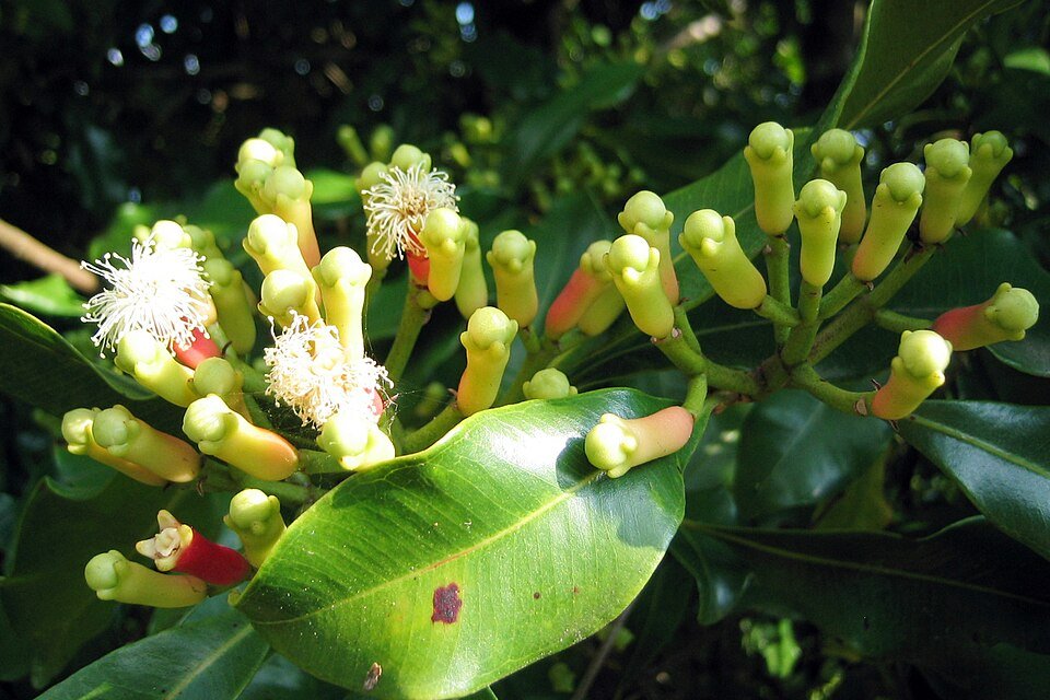 resources of CLOVES exporters