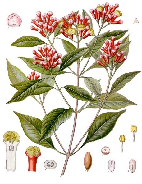 resources of TANZANIAN CLOVES EXPORTER | mozzarellacompanylimited. com exporters