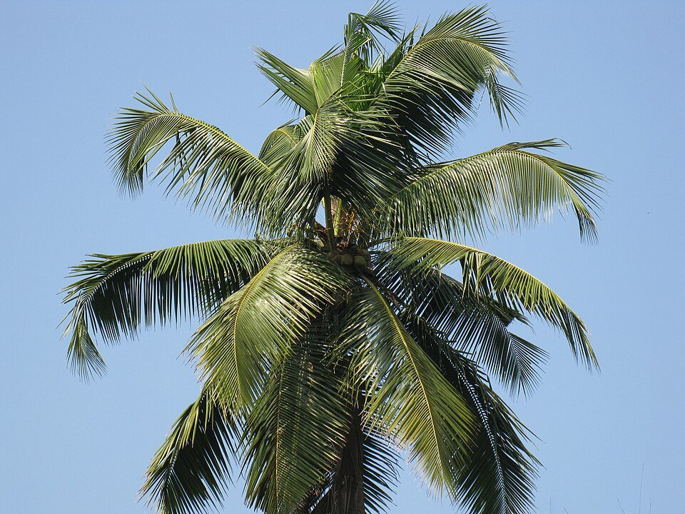 Coconut Exporters, Wholesaler & Manufacturer | Globaltradeplaza.com