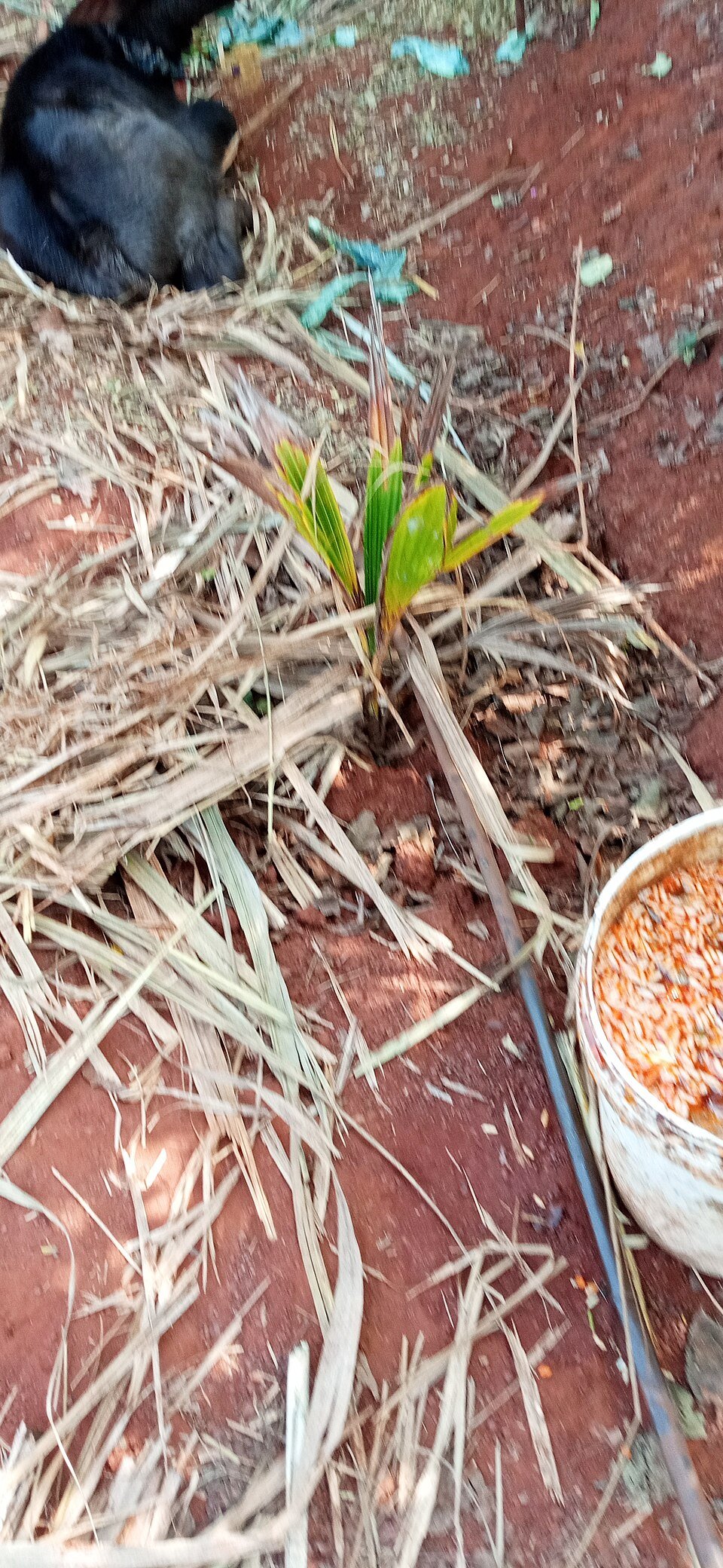 resources of Dehusked Coconut exporters resources of Dehusked Coconut exporters