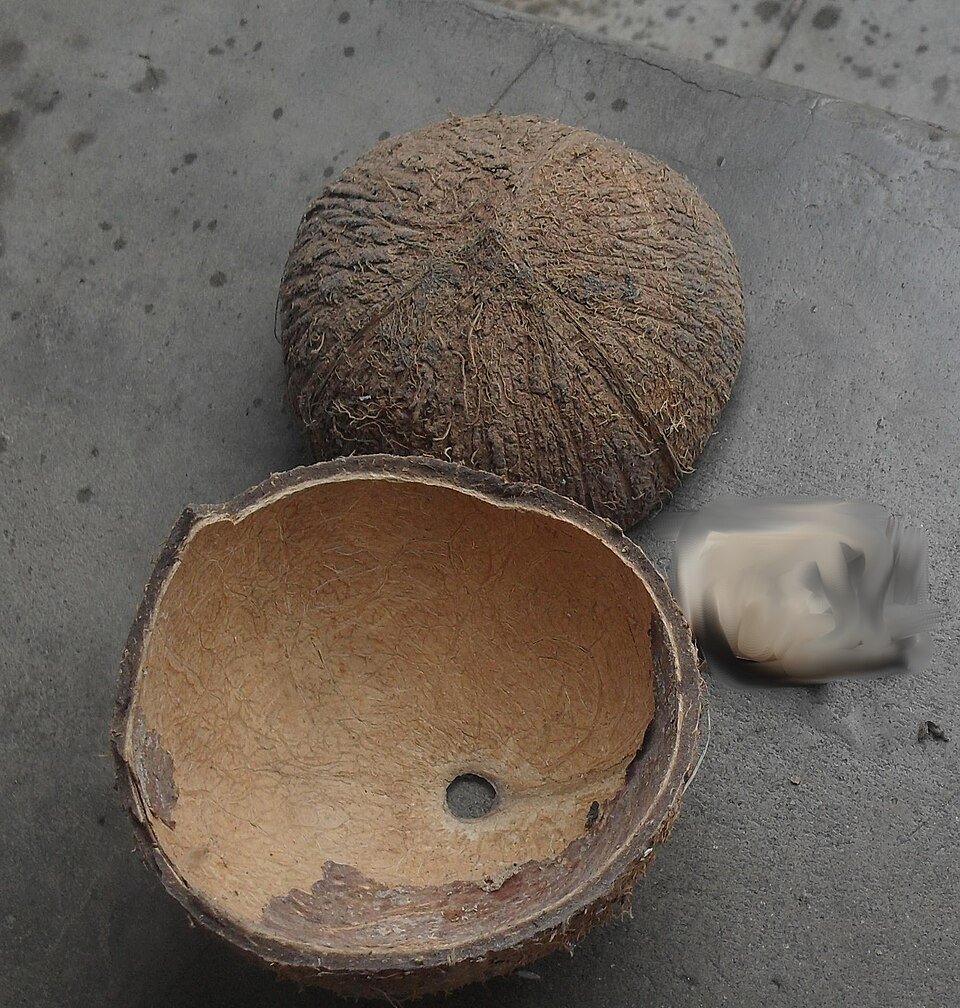 Coconut Shell Exporters, Wholesaler & Manufacturer | Globaltradeplaza.com