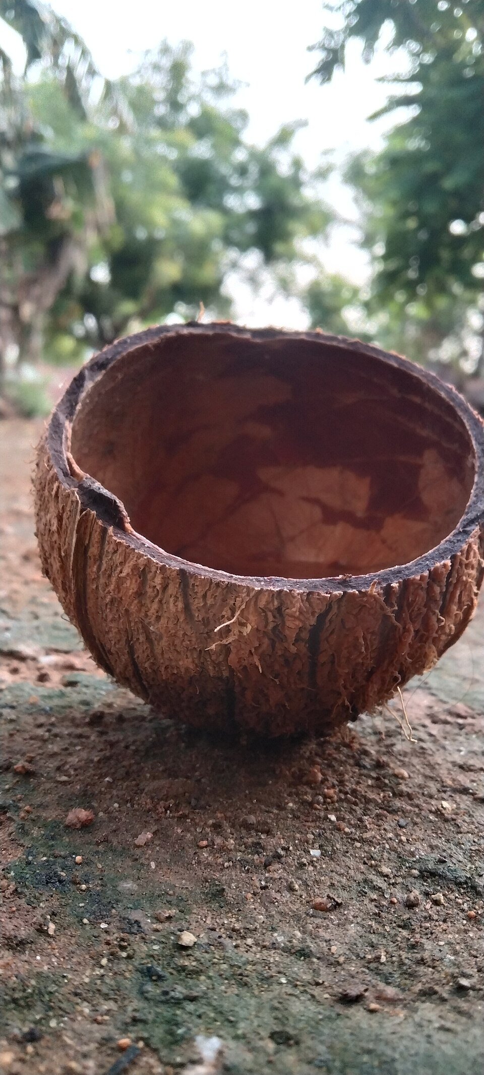 resources of Coconut Shell Boat / Quarter exporters