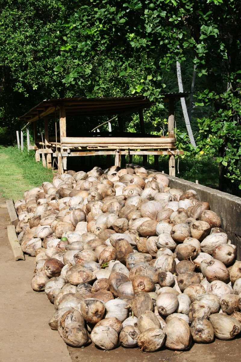 resources of Dry Coconut exporters
