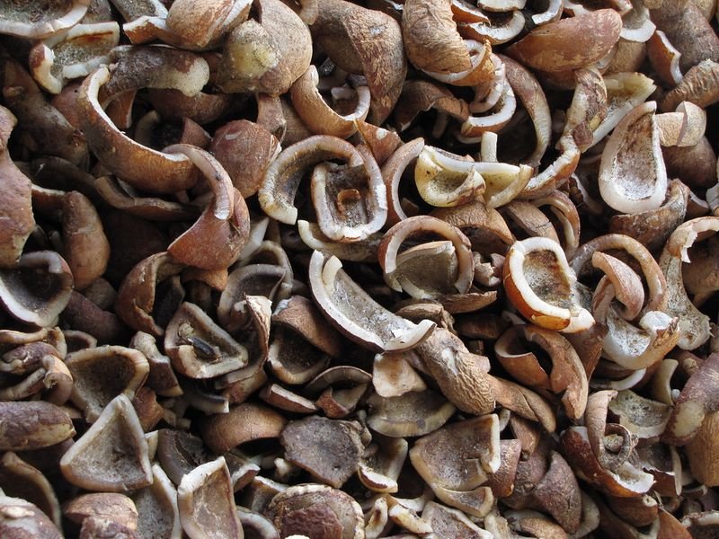resources of Dried Shiitake Mushroom exporters