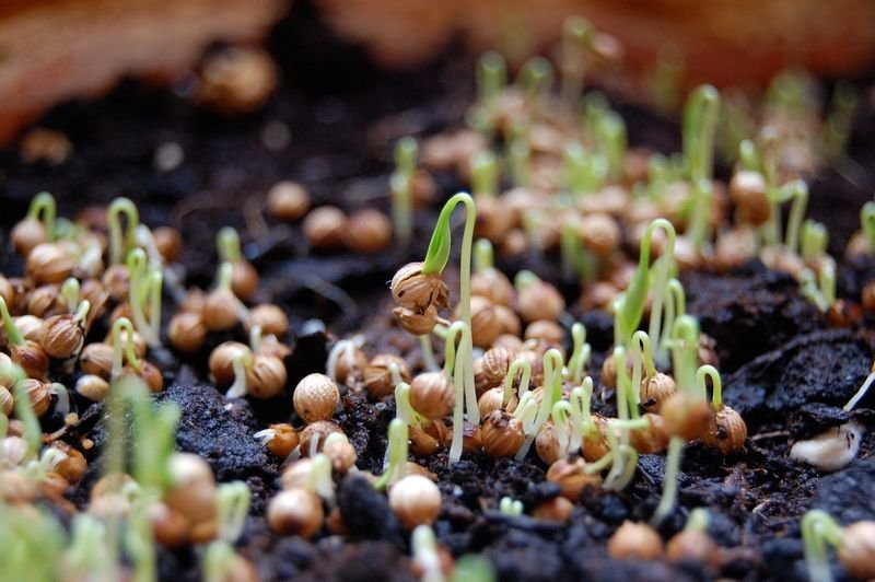 resources of Vegetables Seedlings exporters