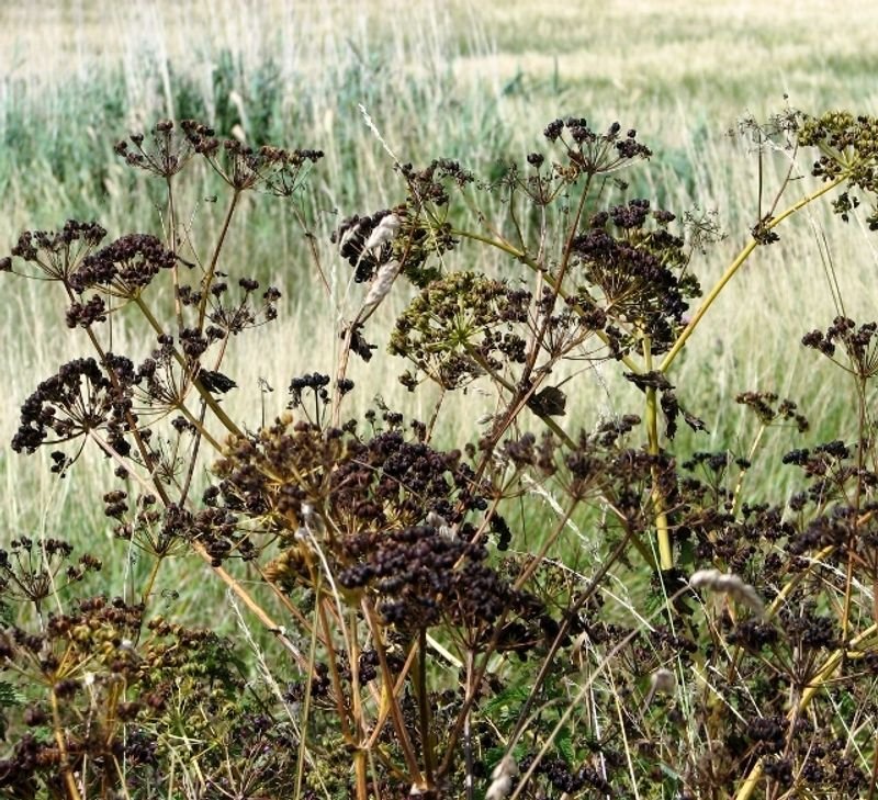 resources of Coriander Seeds exporters
