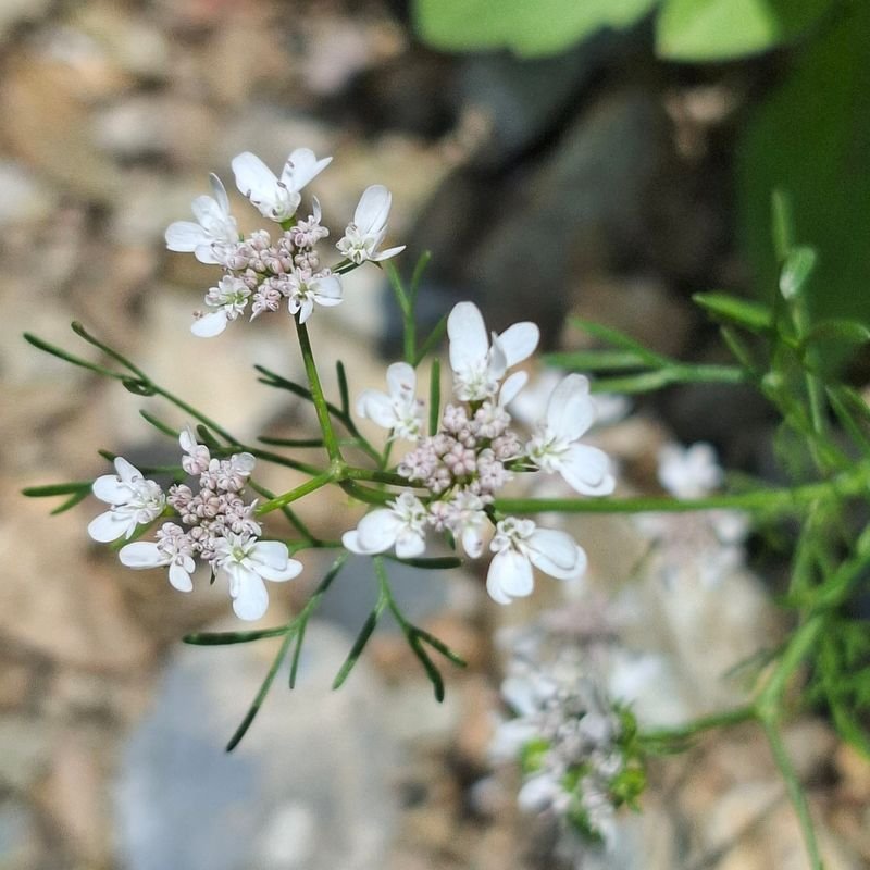 resources of Coriander exporters