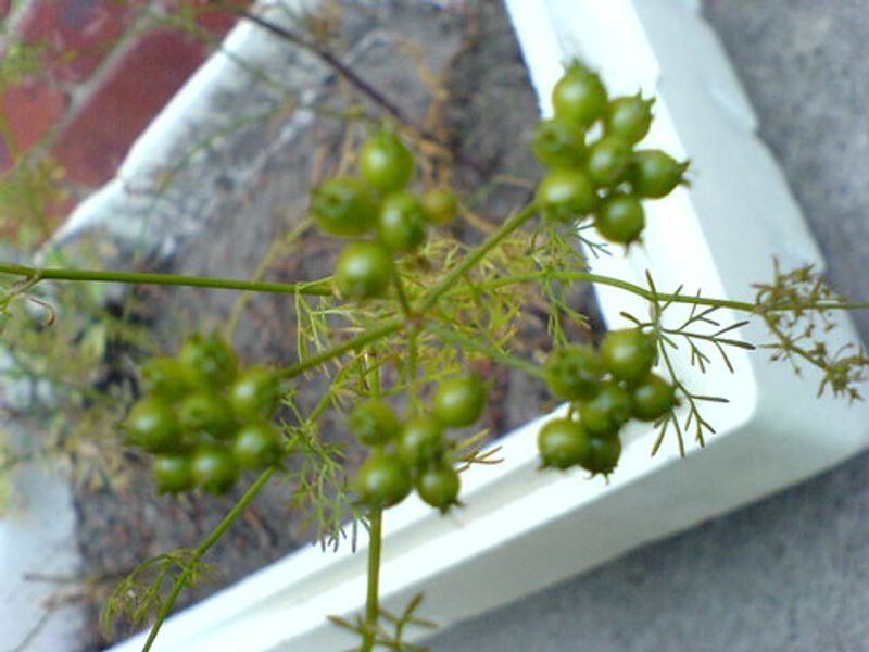 resources of Coriander Seeds exporters resources of Coriander Seeds exporters