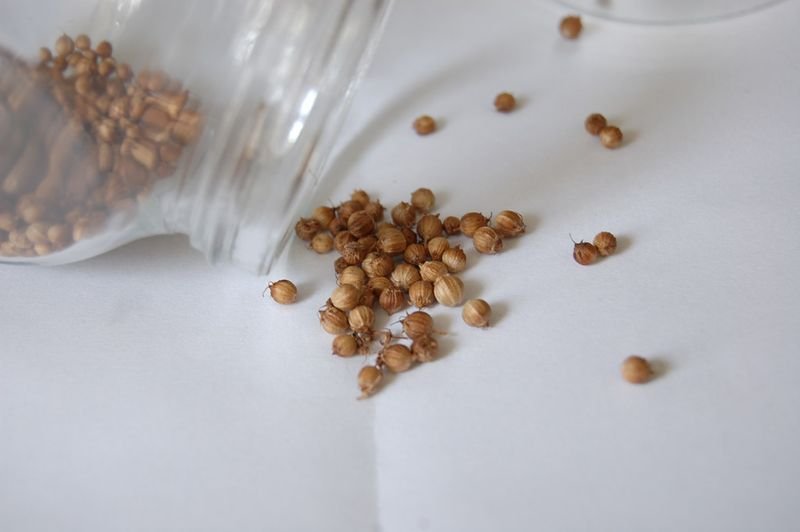 resources of Coriander Seeds exporters