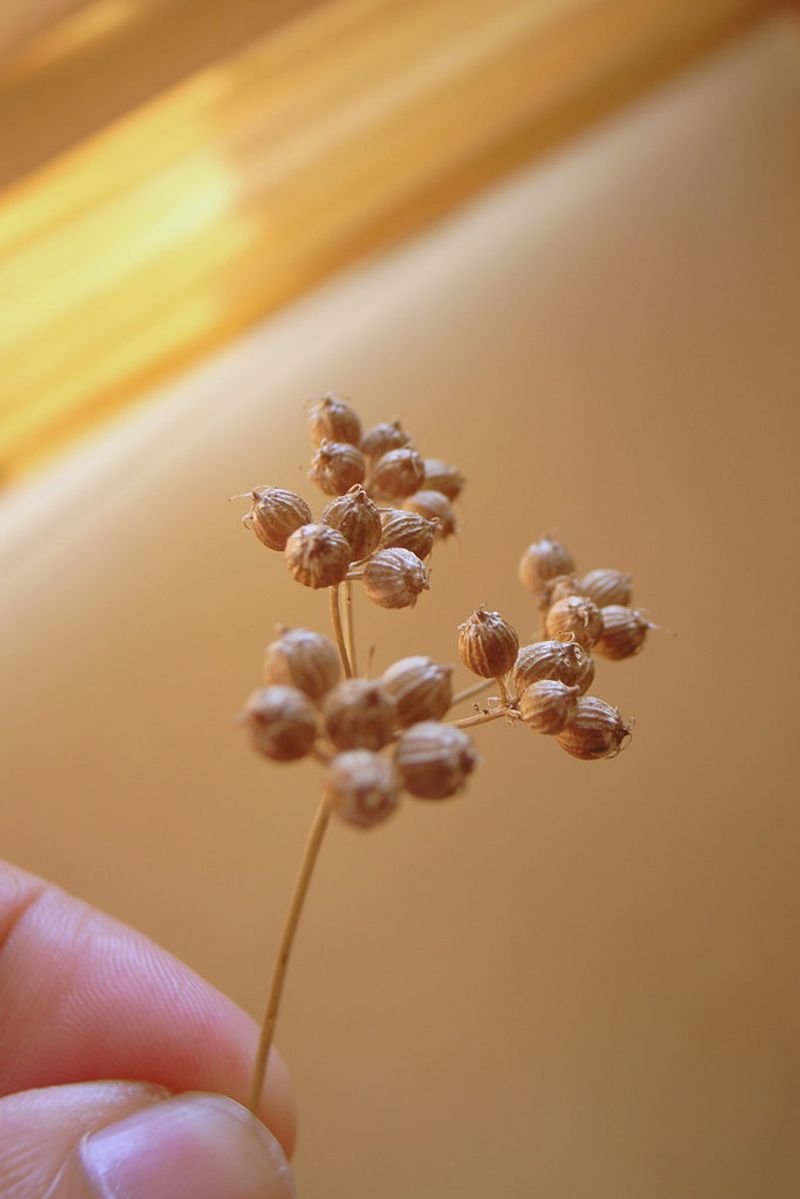resources of Coriander Whole Seeds exporters