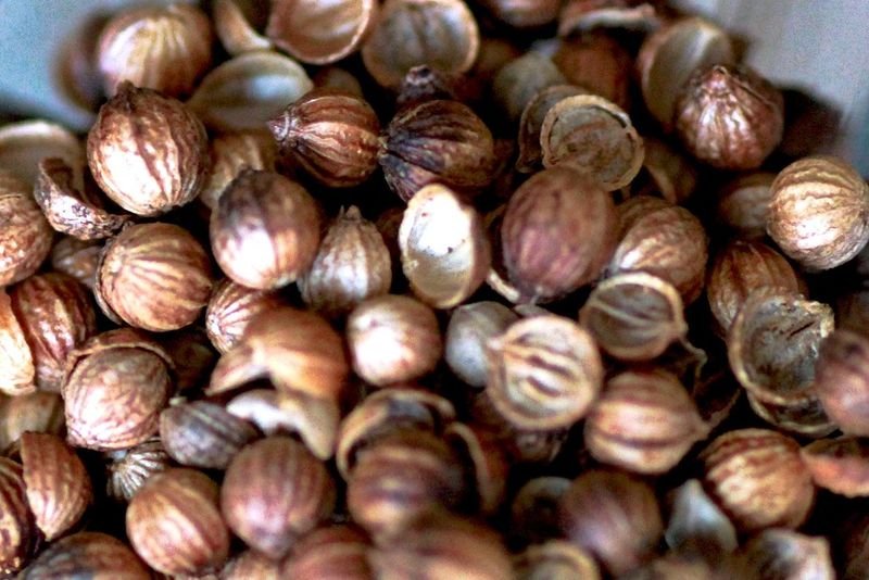 resources of Planet Organic India : Organic Dhania Seeds exporters