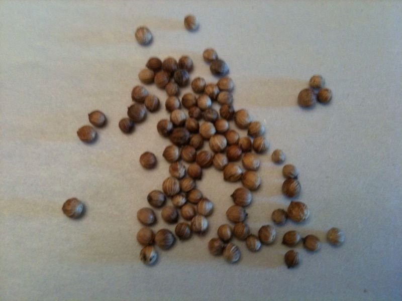 resources of cummin seeds exporters