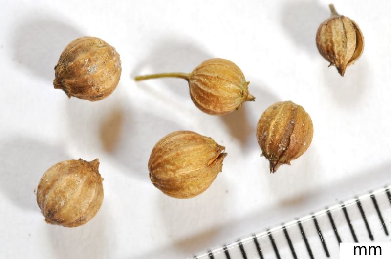 resources of Australian Corriander Seeds exporters resources of Australian Corriander Seeds exporters