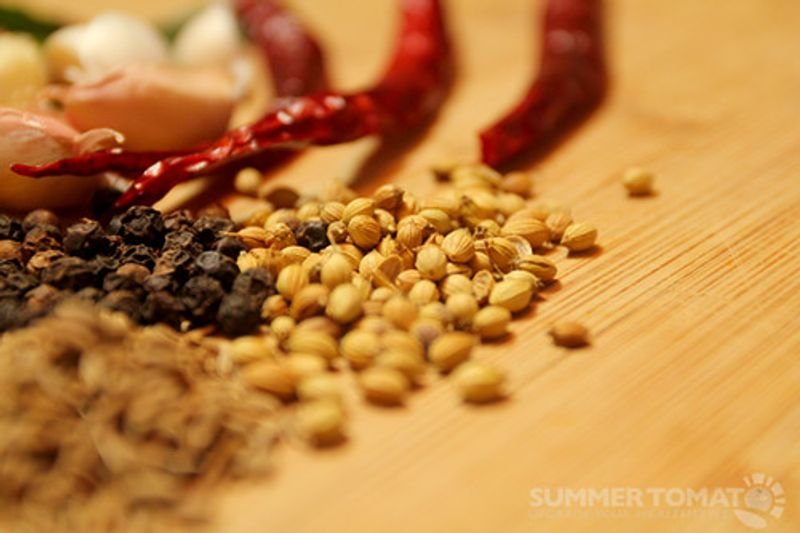 resources of Coriander seeds exporters resources of Coriander seeds exporters