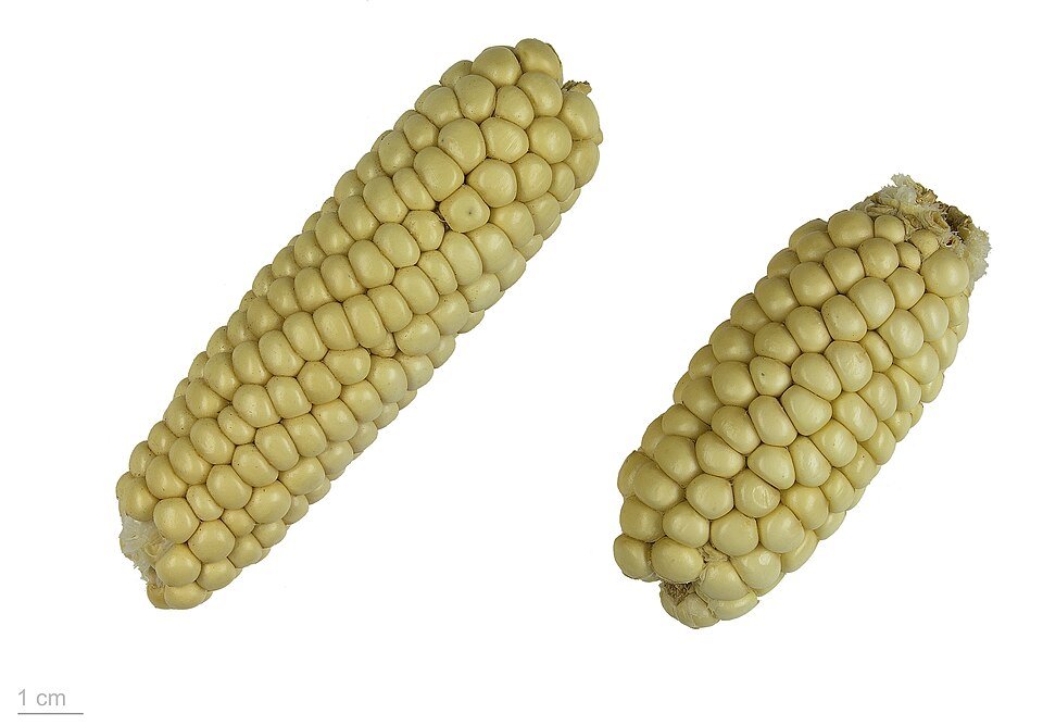 Corn Exporters, Wholesaler & Manufacturer | Globaltradeplaza.com