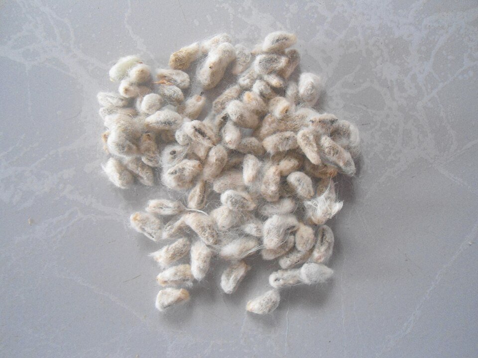 Cotton Seeds Exporters, Wholesaler & Manufacturer | Globaltradeplaza.com