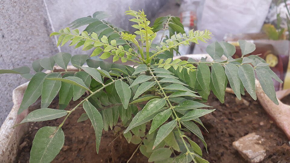 resources of Curry leaves exporters