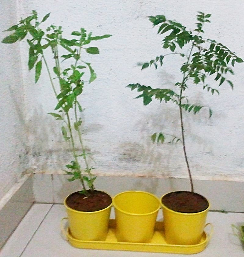 resources of Tomato spiral plant support exporters