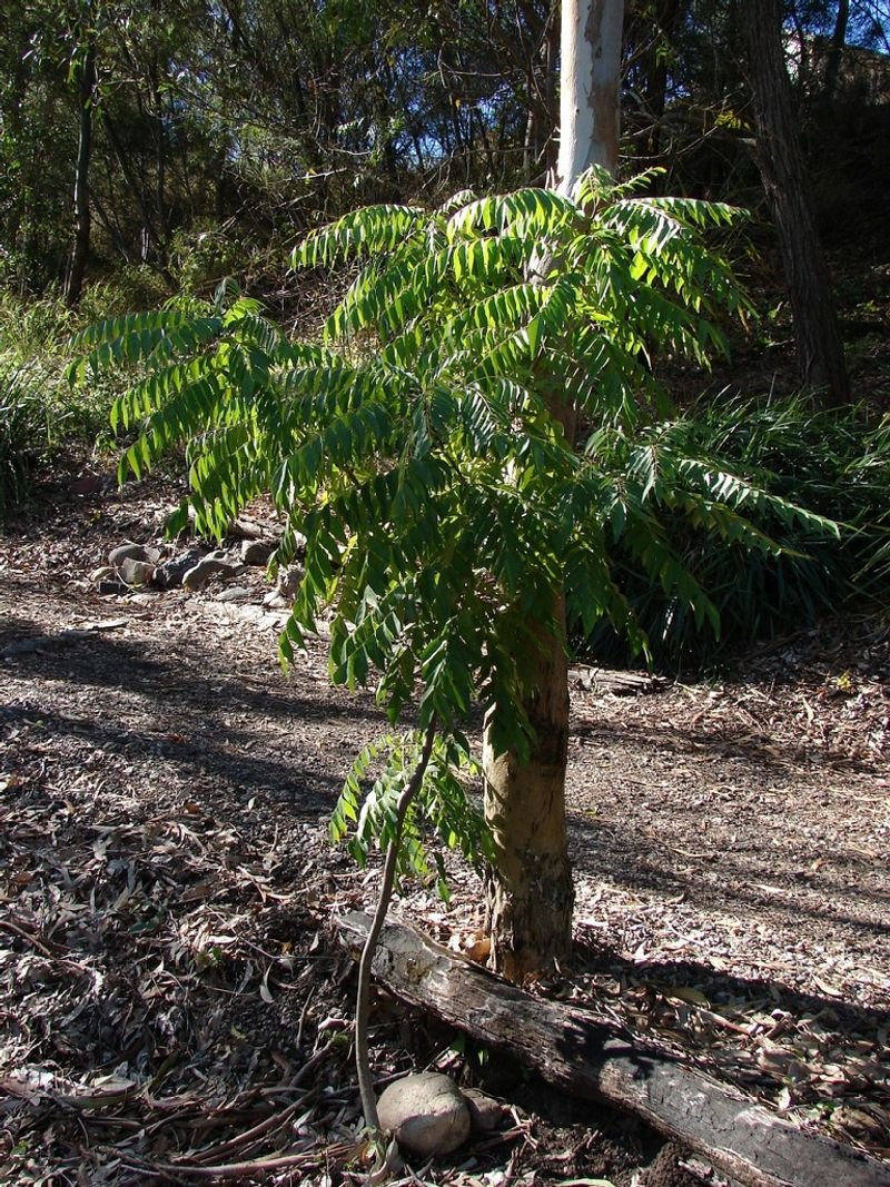 resources of Gleditsia australis - Fructus Gleditschiae exporters