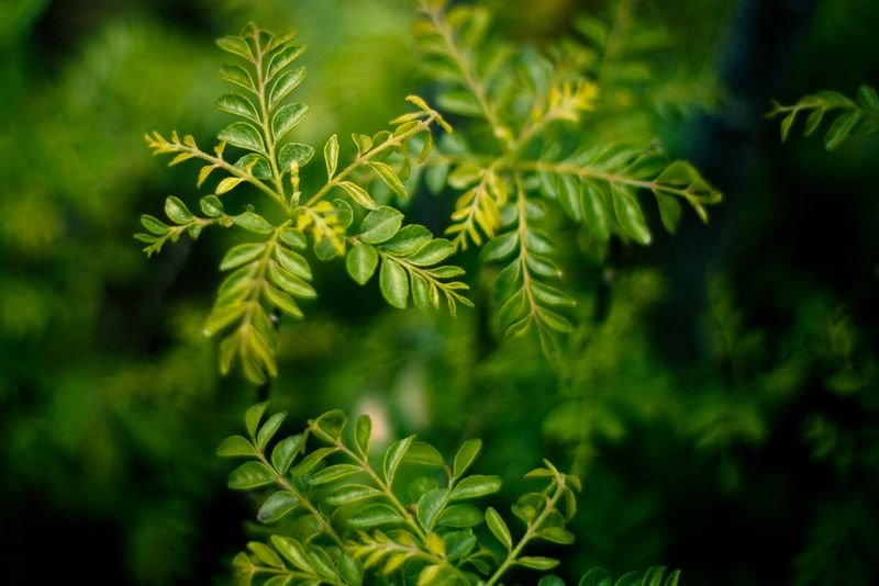 resources of Common Melilot, Herb, Dried exporters resources of Common Melilot, Herb, Dried exporters