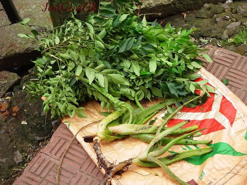 resources of Molokhia Egypt exporters