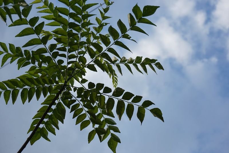 resources of Fresh Curry Leaves exporters