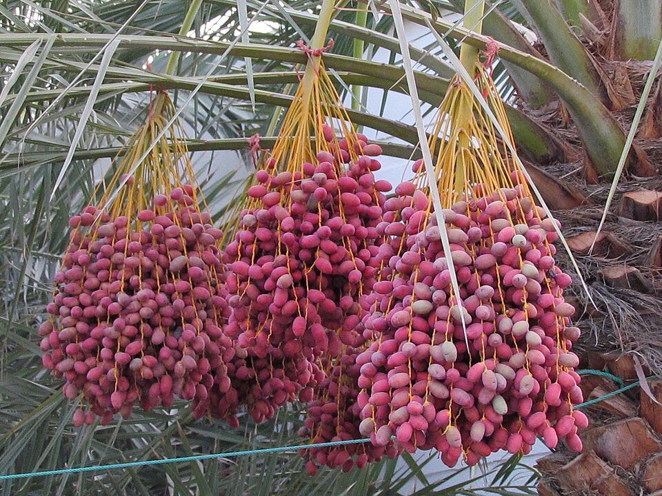 Dates Exporters, Wholesaler & Manufacturer | Globaltradeplaza.com