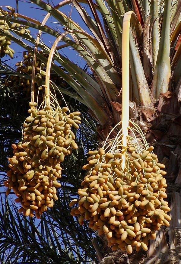 resources of Anbara Dates exporters