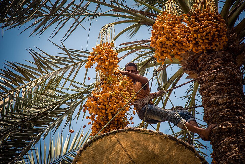 resources of Barhi Dates exporters