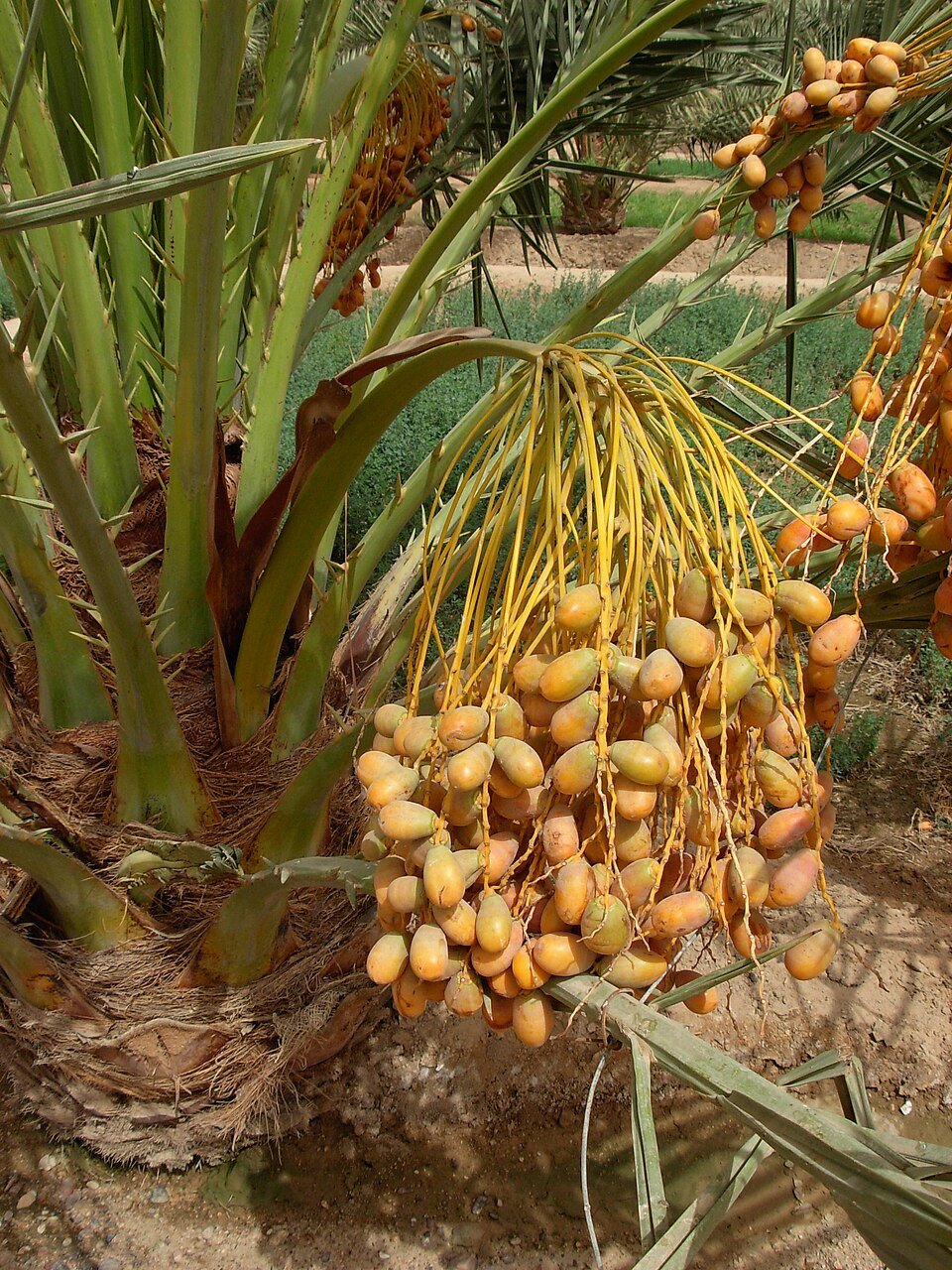 resources of Khudri Dates exporters