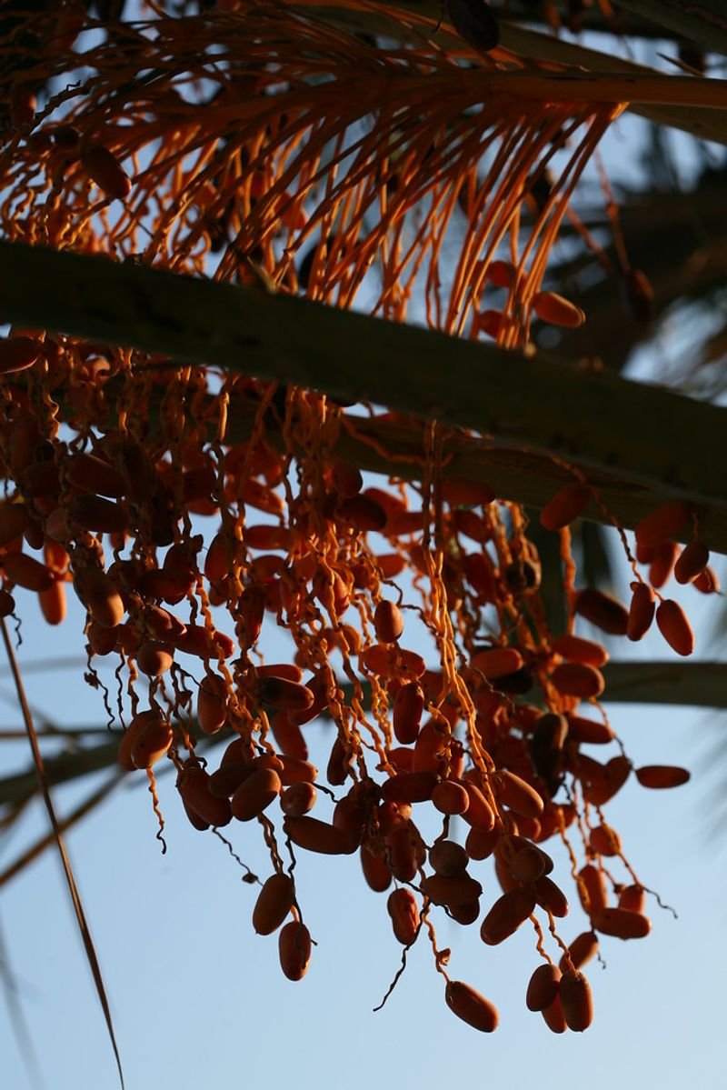 resources of Dates exporters