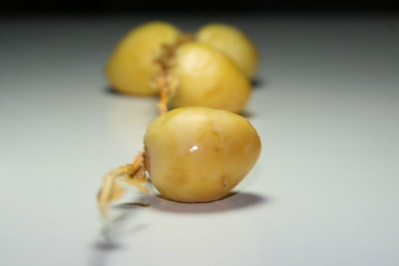 resources of Yellow Onion exporters