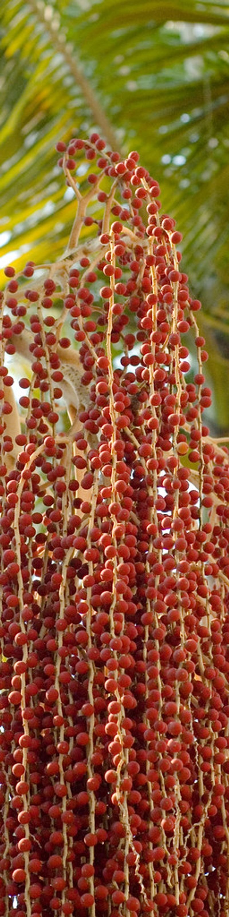 resources of Iraqi dates exporters