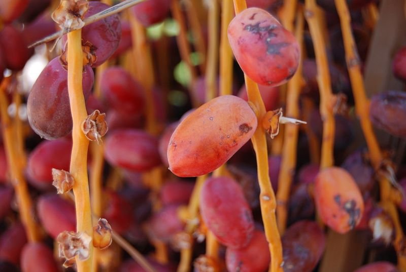 resources of Indigofera Tinctoria Seeds( True Indigo Seeds) exporters