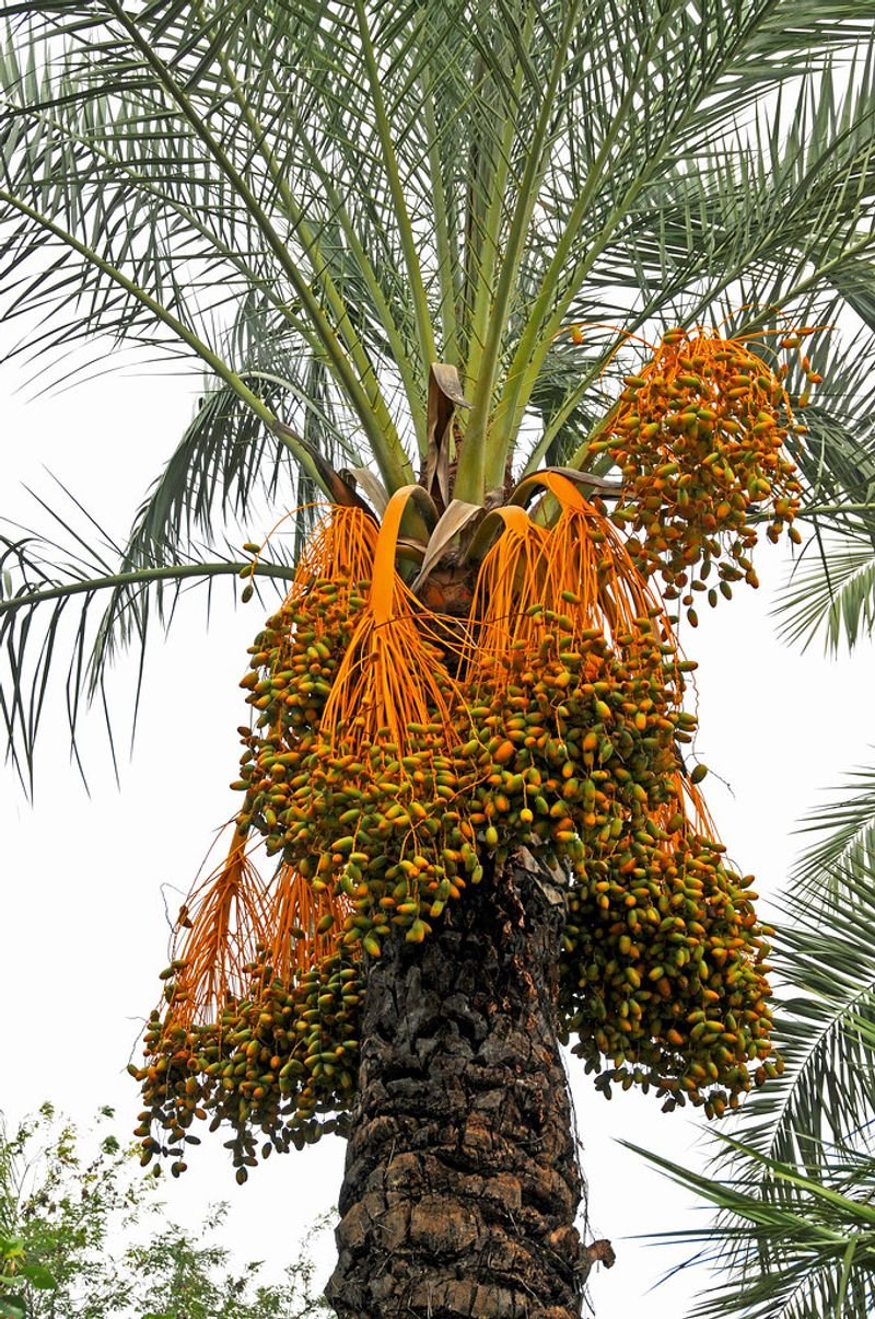 resources of Dates, Dried Dates, Pressed Dates exporters