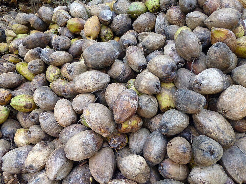 resources of Husked Coconut exporters