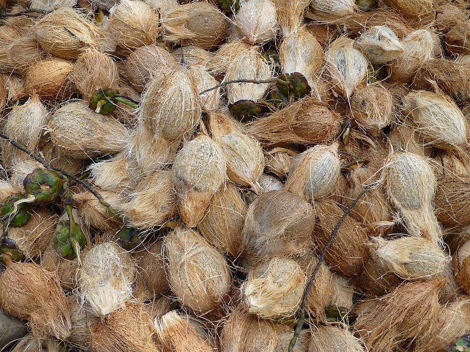 resources of Dried Pomelo Peel exporters