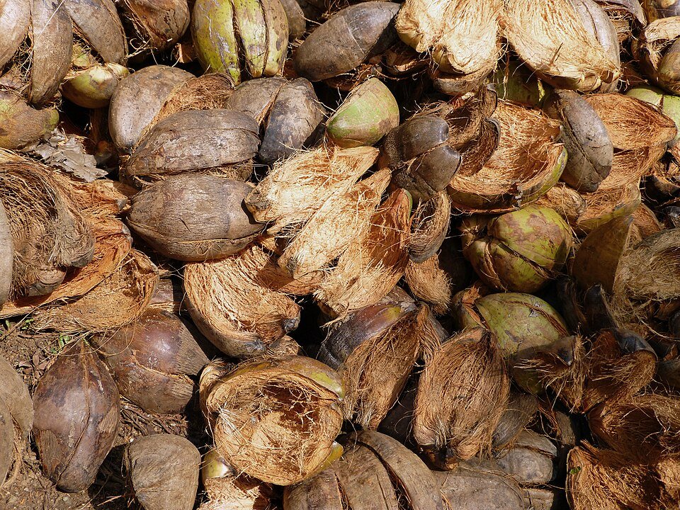 resources of Husked Coconut exporters resources of Husked Coconut exporters
