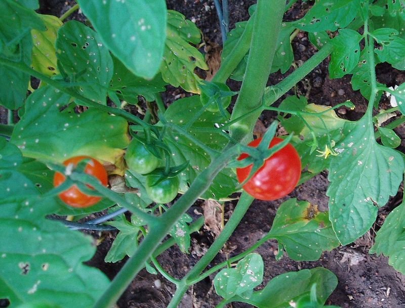 resources of Sun Dried Tomatoes exporters