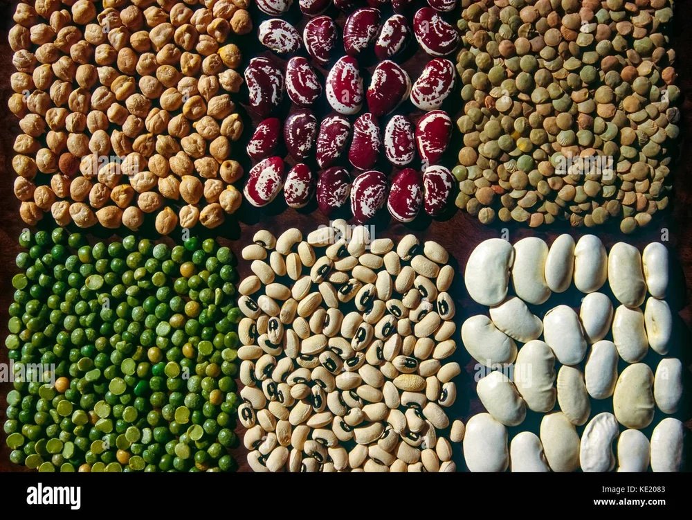 resources of Green Mung Bean, Black Beans, Light Speckled Kidney Bean, Cranberry Bean, Pinto Bean, Black Eye Bean, Red Kidney Bean, Lima Bean, Pigeon Pea, Cow Pea exporters