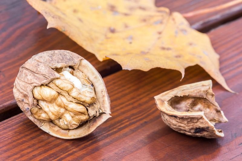 resources of Best Quality Ginkgo Nuts exporters