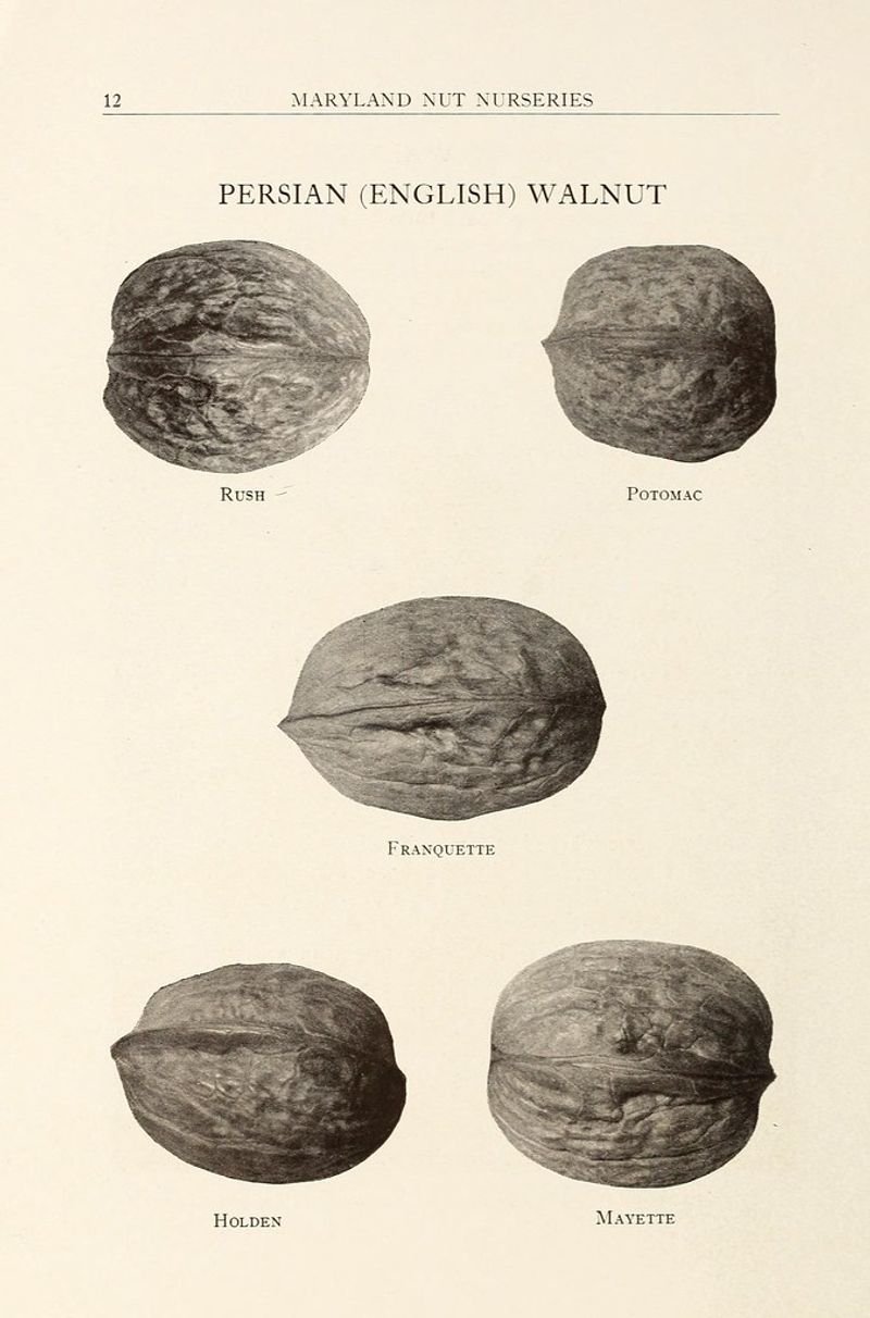 resources of Malva Nut/ Pang Da Hai exporters